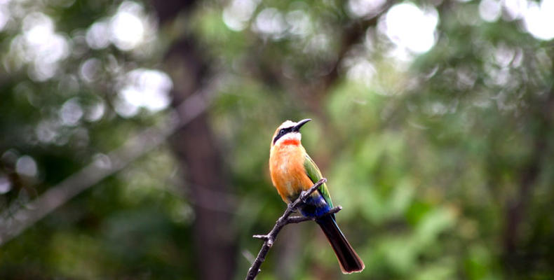 Bee Eater